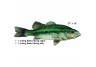 Lurking Bass Wall Art