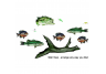 10 piece freshwater fish scene