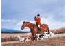 equestrian note cards, equestrian accessories, fine note cards, foxhunting, foxhunting note cards, h