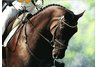 equestrian art, equestrian note cards, dressage note cards, dressage, equestrian accessories