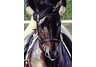 equestrian note cards, equestrian accessories, horse note cards, fine note cards