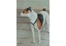 equestrian note cards, Jack Russell Terrier, terrier note cards, dog note cards, equestrian accessor