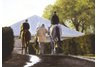 equestrian note cards, Thoroughbred horse racing, Thoroughbred note cards, fine note cards, equestri