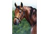 equestrian note cards, equestrian accessories, equestrian art, horse note cards