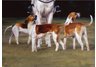 equestrian note cards, fine note cards, equestrian accessories, foxhunting note cards, hound note ca
