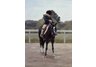 equestrian note cards, equestrian accessories, fine note cards, horse note cards, hunters