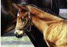 equestrian note cards, equestrian accessories, equestrian art, fine note cards, horse note cards