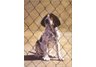 equestrian note cards, foxhunting, foxhunting note cards, hound note cards, equestrian accessories