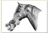 equestrian note cards, equestrian accessories, horse note cards, equestrian art