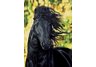 equestrian note cards, equestrian accessories, fine note cards, horse note cards, horse stationary