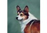 napkins, dog napkins, hand napkins
