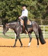 western horse shows, open horse shows, horse shows, alabama horse shows