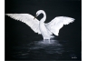 White Egret