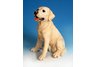 Yellow Lab