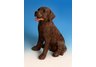 Chocolate Lab