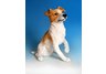 Jack Russell