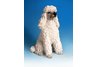 White Poodle