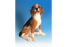 Tri Color Beagle