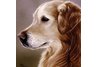 napkins, dog, hand napkins