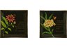 Botanical Scripture Plates - Set of Two