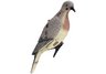 Expedite Dove Decoys