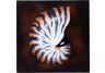 Nautilus Wall Art
