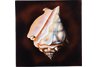Conch Wall Art