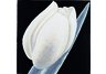 Tulip Wall Plaque