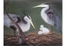 heron nest