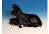 Black Horse Laying With Foal