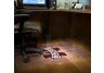 Mississippi State Hardfloor Foldable