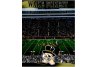 Wake Forest Demon Deacons 550 piece Puzzel set 18