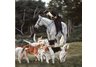 horse napkins, napkins, hand napkins, horses