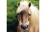 napkins, horses, hand napkins