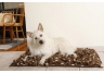 Chocolate & Cream Bindy Bed